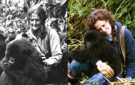 Dian-Fossey